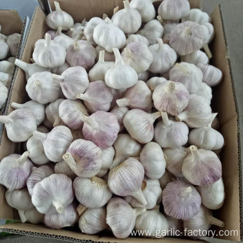 GARLIC TOP QUALITY WHOLESALE GARLIC